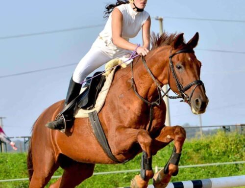 Horse racing is a sport & Best Horse Racing Clubs in India